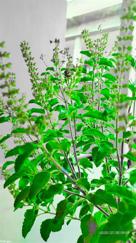 kerala tulsi video download|214+ Free Indian Tulsi 4K & HD Stock Videos .
